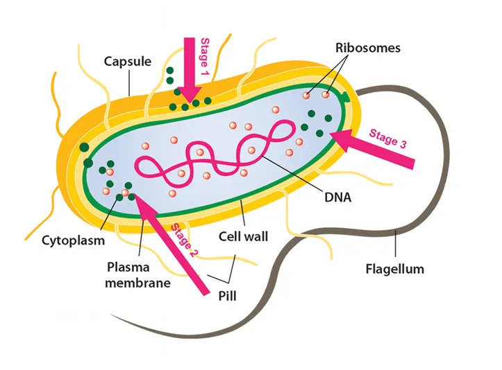 Functioning of Restriction Endonucleases